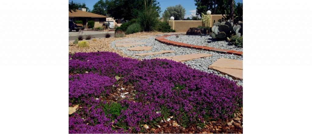 Scubas Front Yard in Full Bloom - GM Landscapes Albuquerque